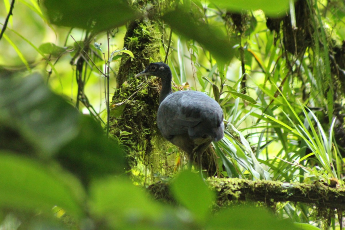Black Tinamou - ML628358163