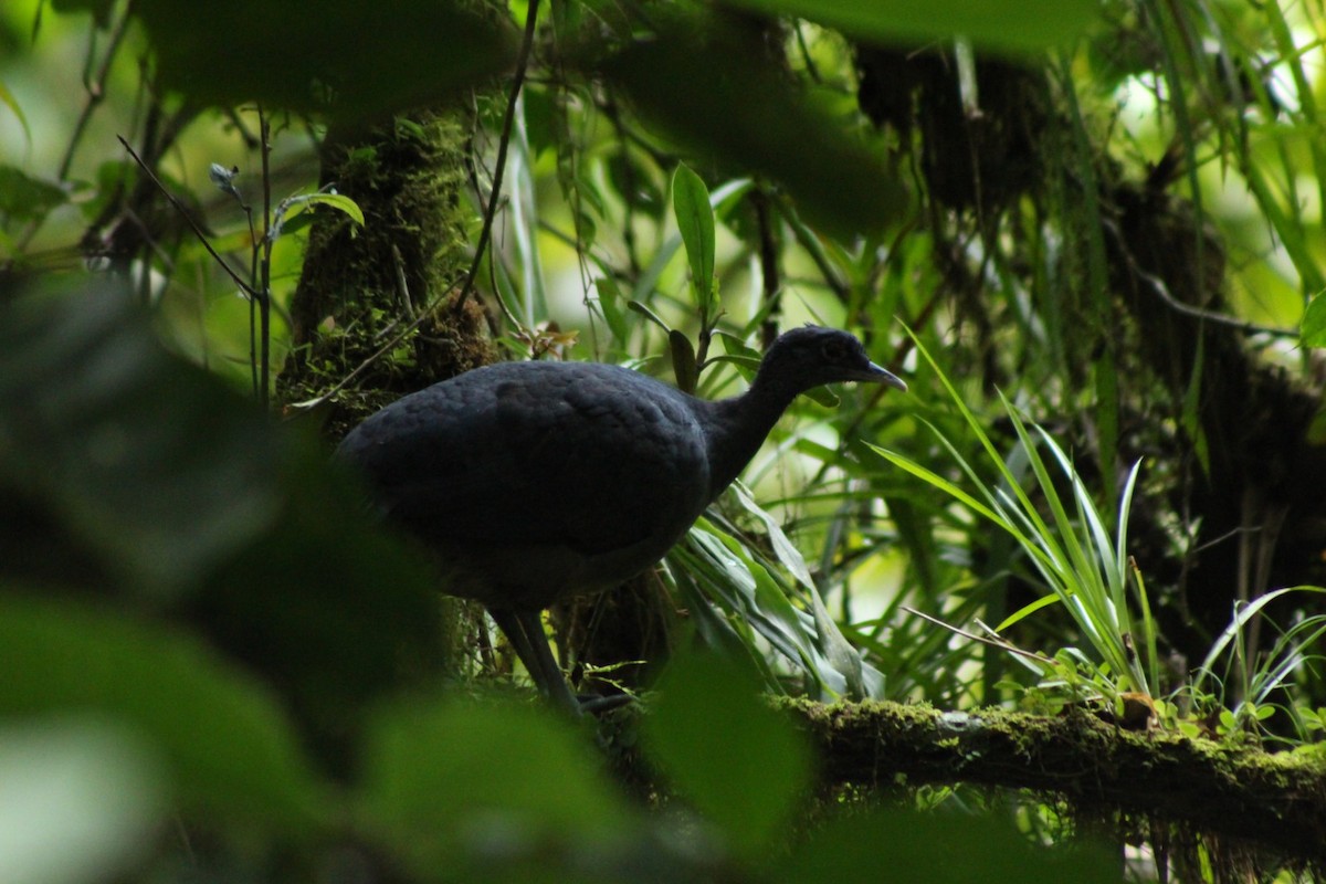 Black Tinamou - ML628358164