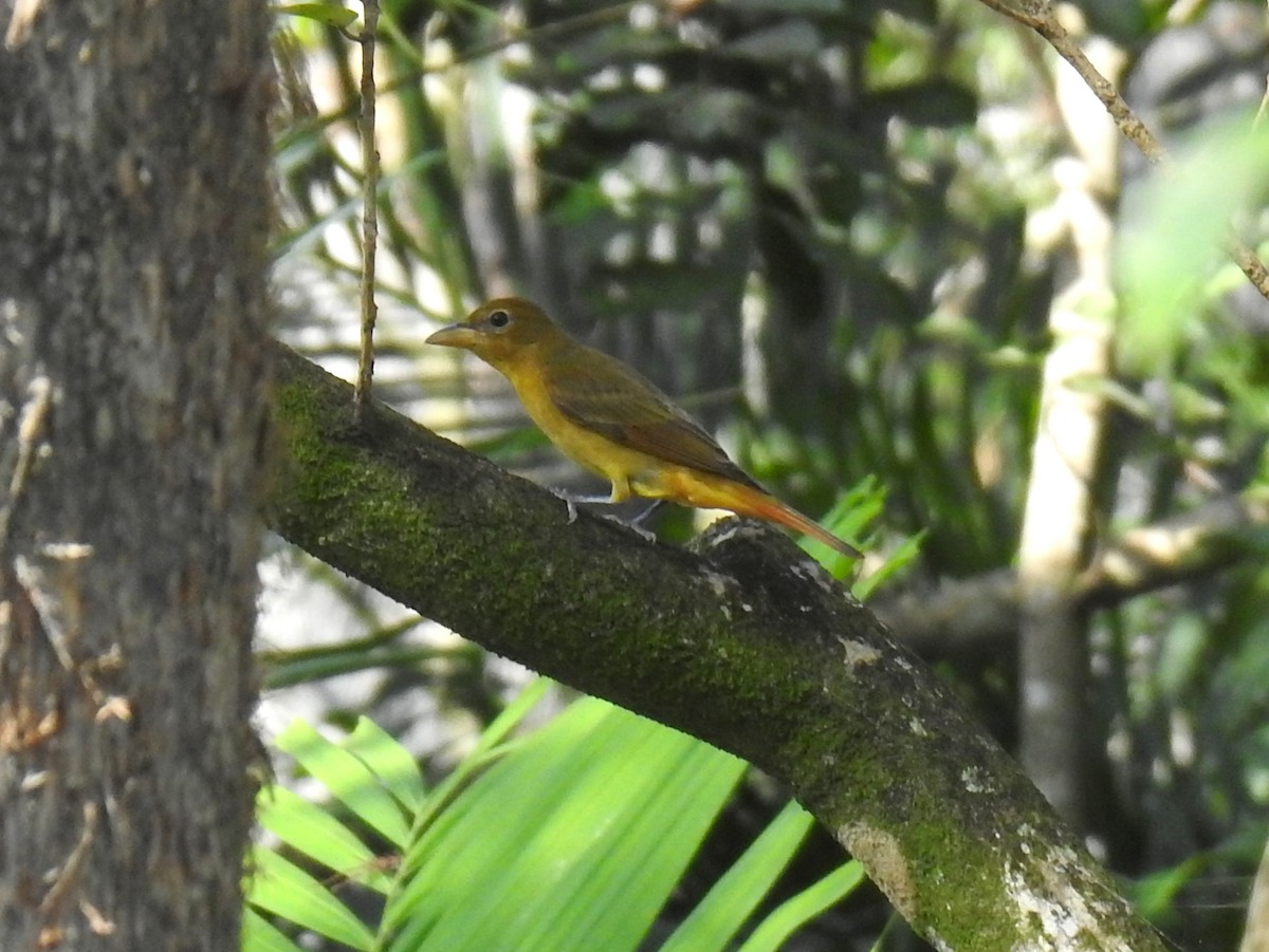 Summer Tanager - ML628358171