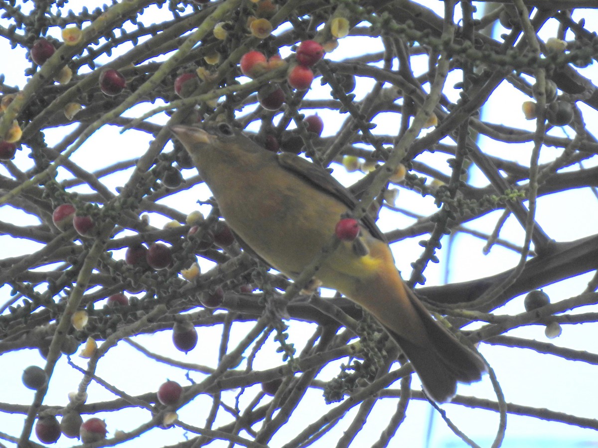 Summer Tanager - ML628358177