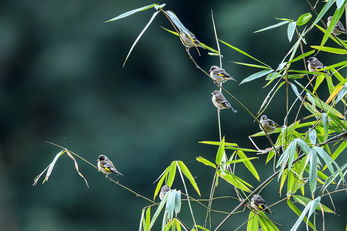 Black-headed Greenfinch - ML628358273