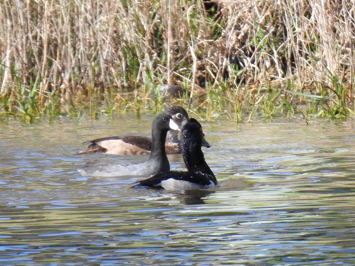 American Coot - ML628358279