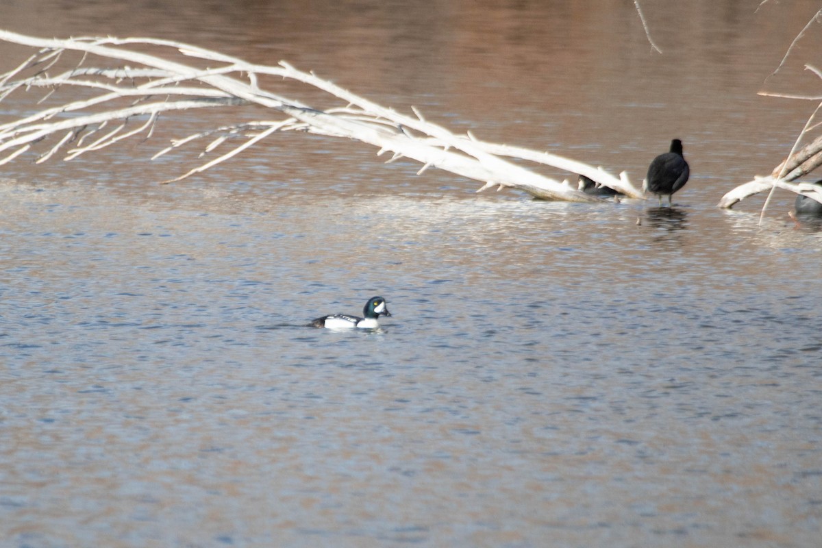 Barrow's Goldeneye - ML628358302