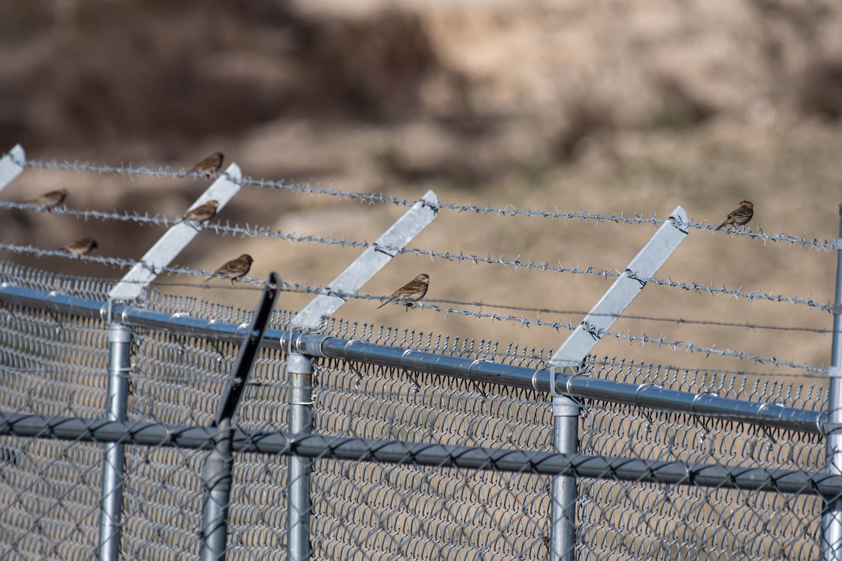 Vesper Sparrow - ML628358405