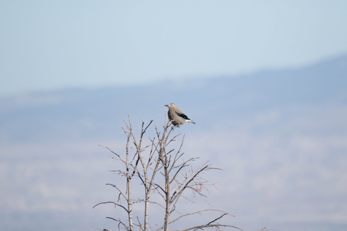 Clark's Nutcracker - ML628358455