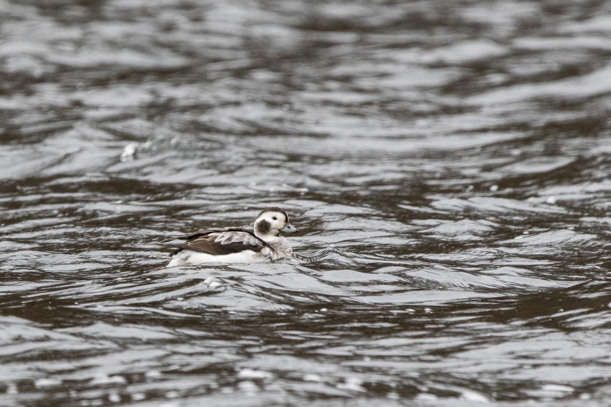 Long-tailed Duck - ML628358592