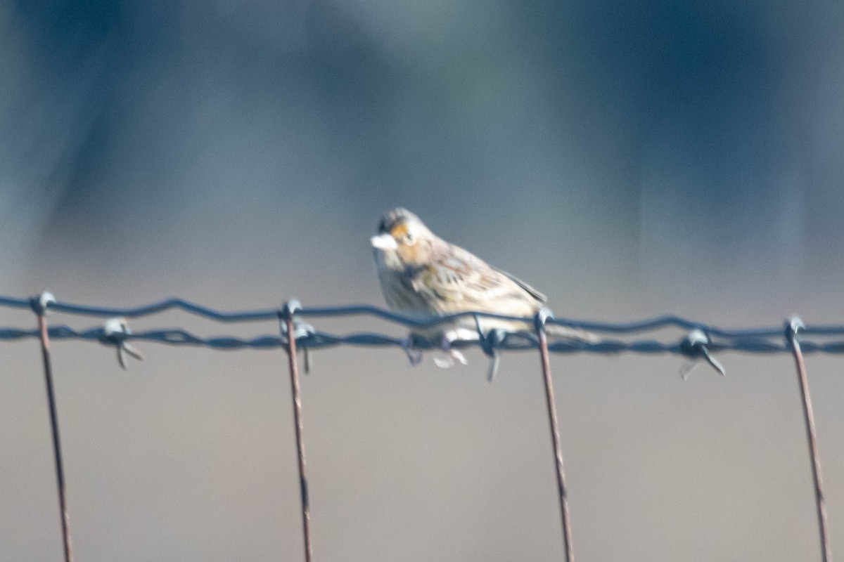 Grasshopper Sparrow - ML628358647