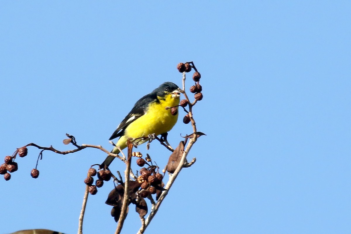 ML628358650 - Lesser Goldfinch - Macaulay Library