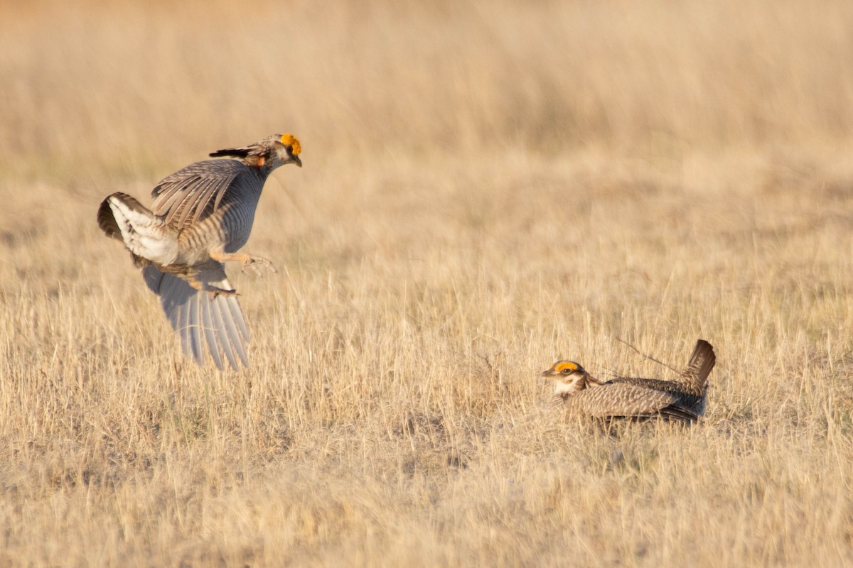 Lesser Prairie-Chicken - ML628358686