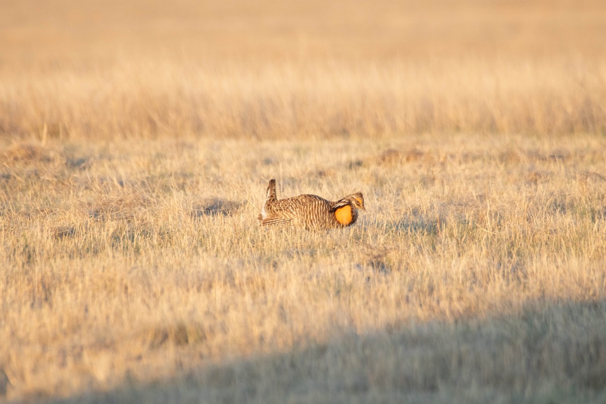 Greater Prairie-Chicken - ML628358719