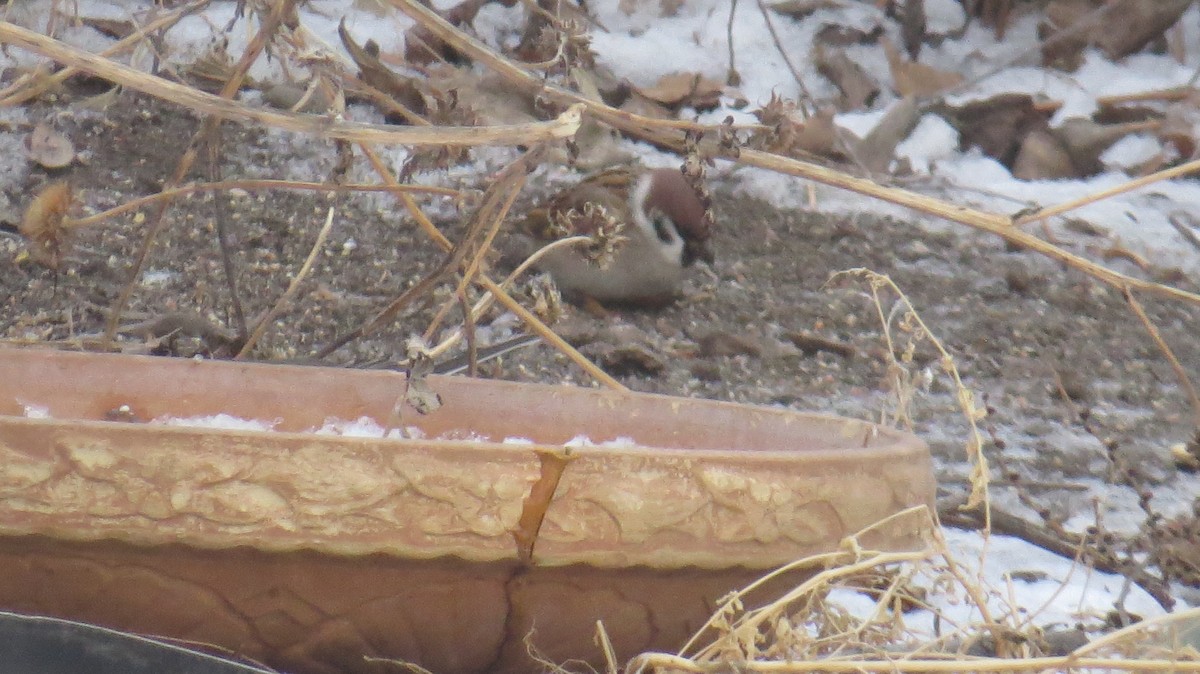 vrabec polní - ML628358796