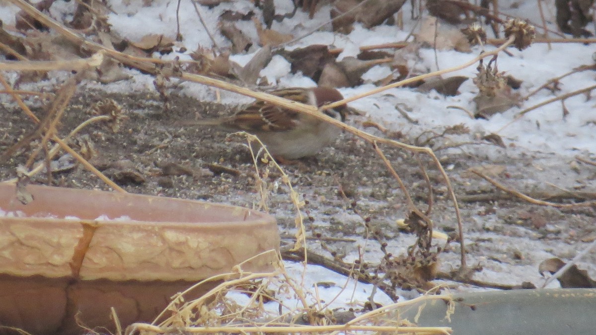 vrabec polní - ML628358797