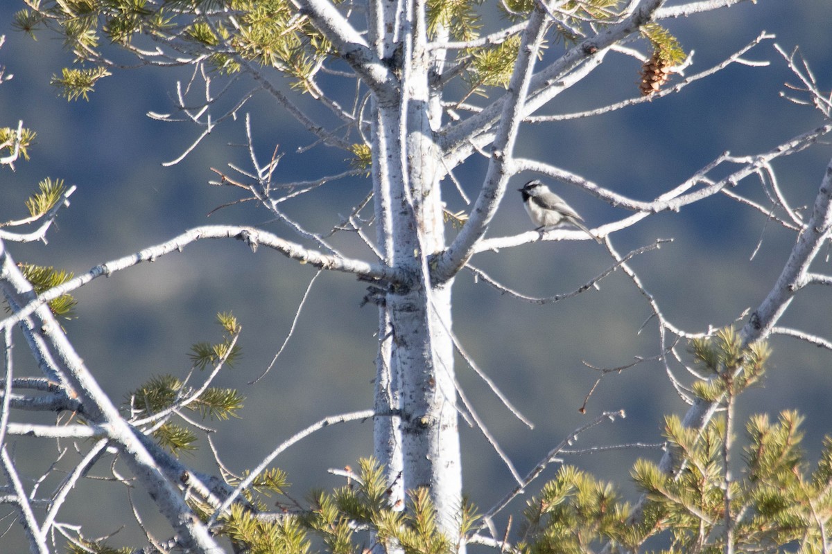 Mountain Chickadee (Rocky Mts.) - ML628358842