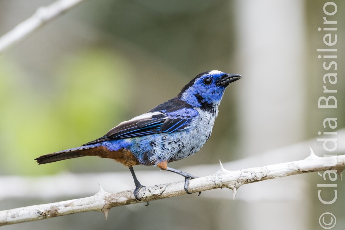 Opal-rumped Tanager (Silver-breasted) - Claudia Brasileiro