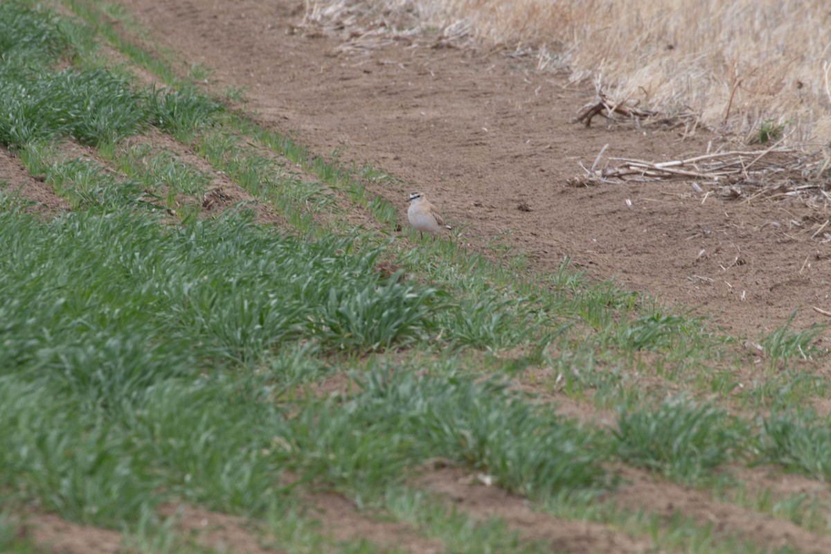 Mountain Plover - ML628358988