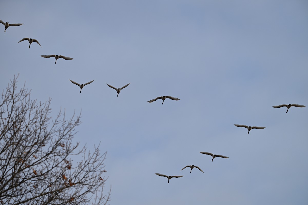 Trumpeter Swan - ML628358995