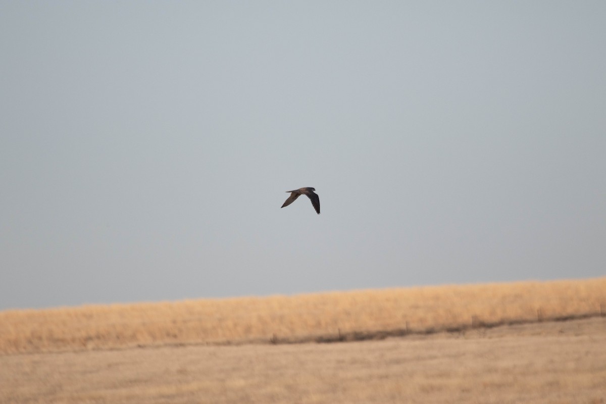 Prairie Falcon - ML628359146