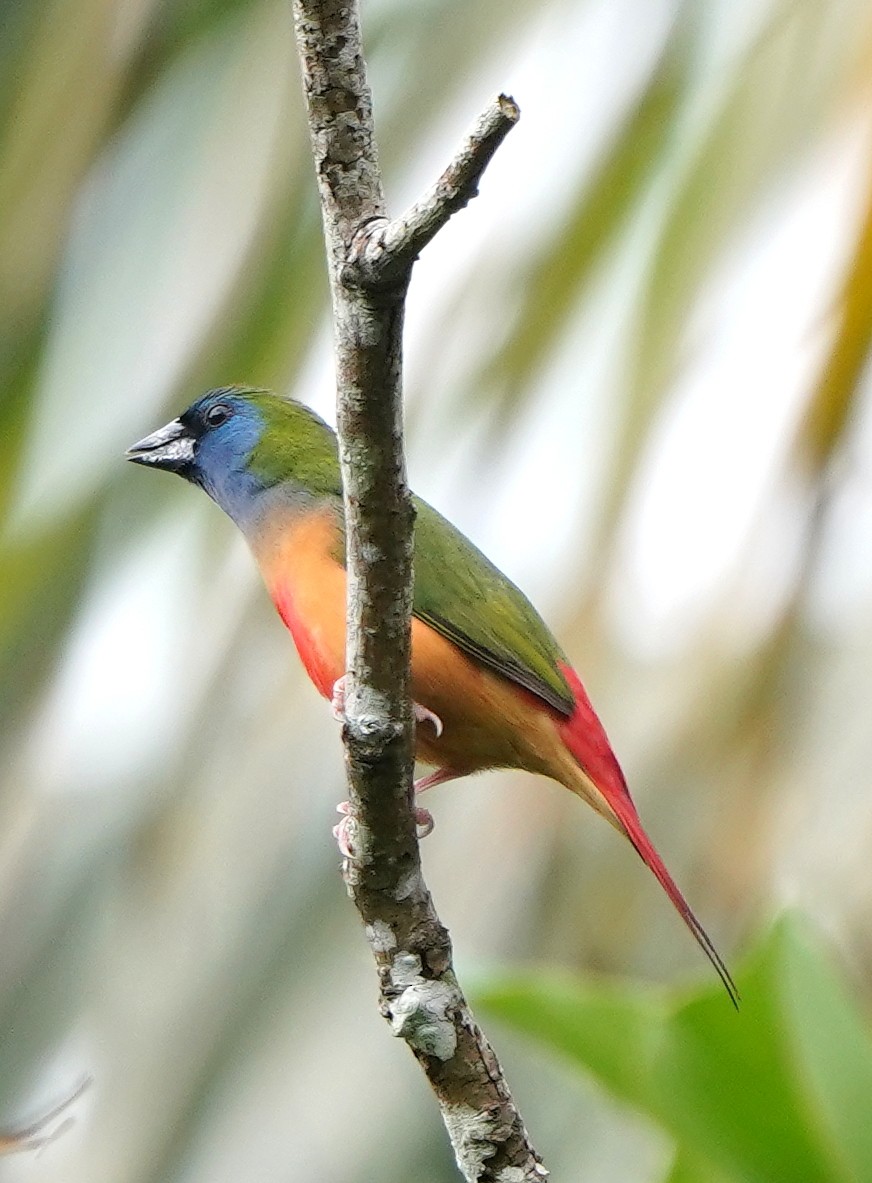 Pin-tailed Parrotfinch - ML628359153