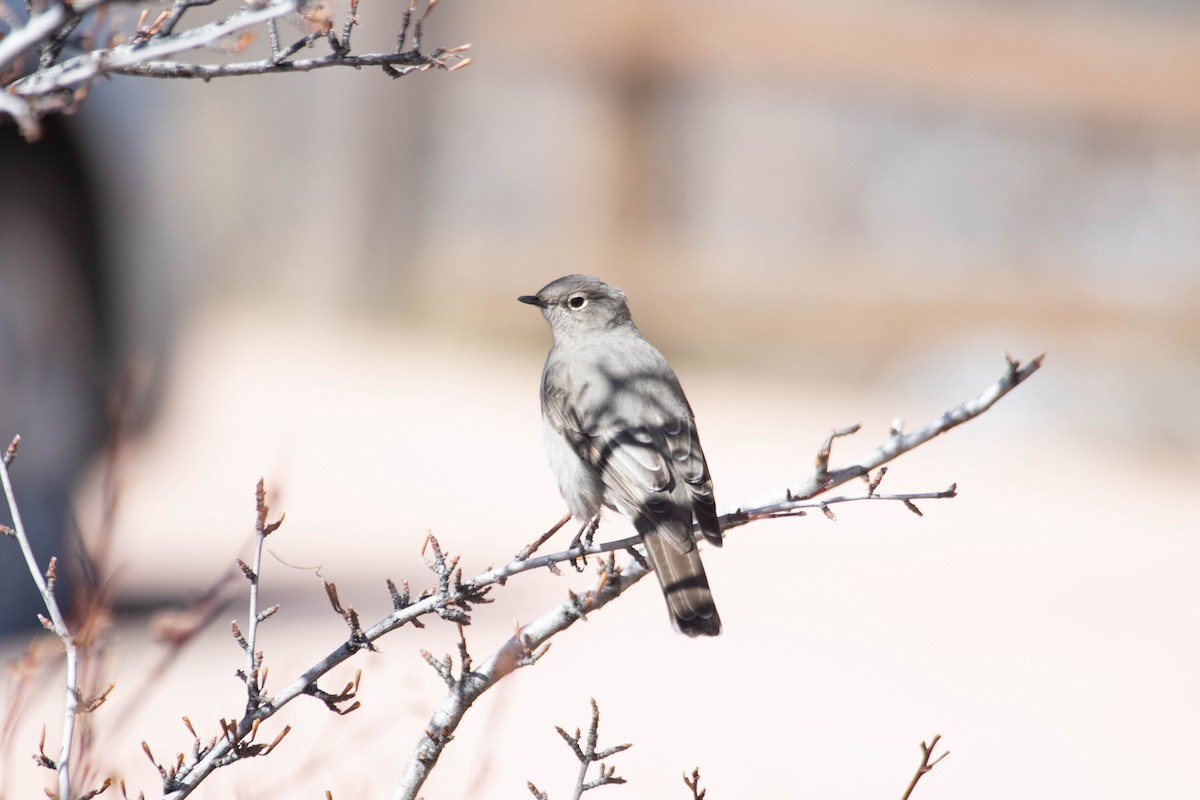 Townsend's Solitaire - ML628359319