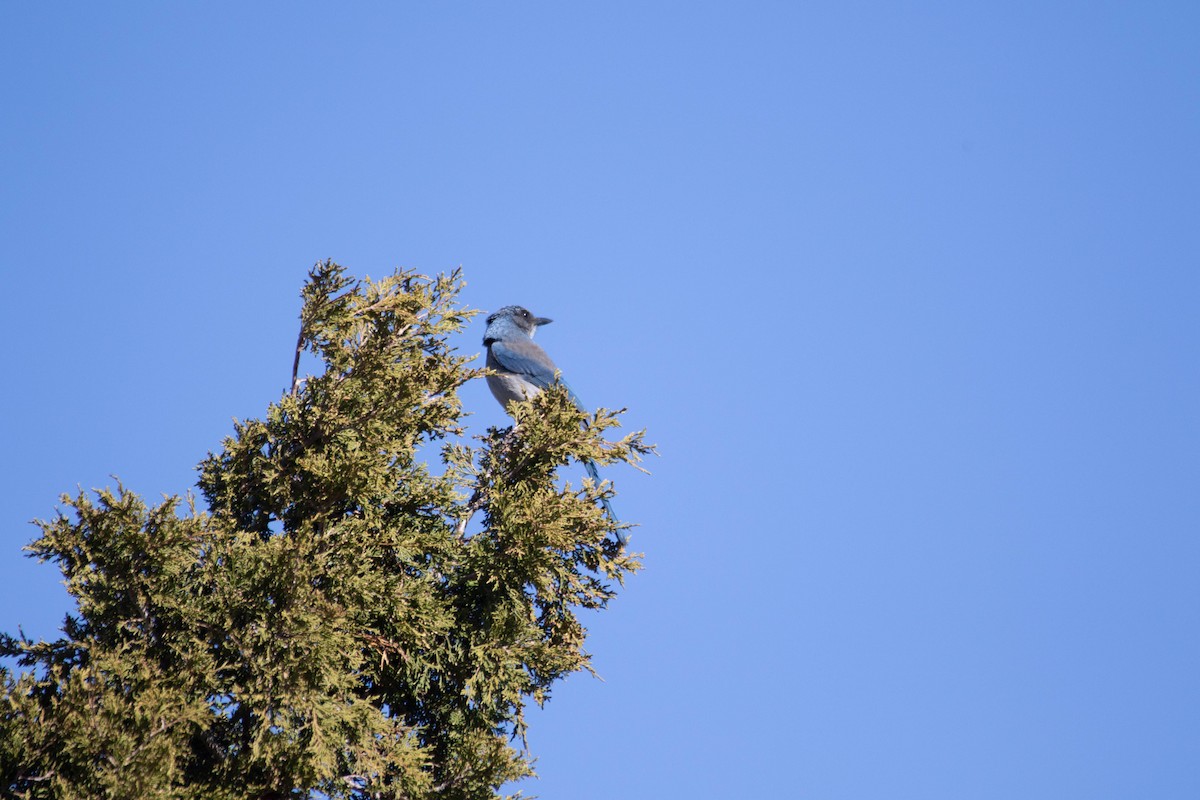 Woodhouse's Scrub-Jay - ML628359383