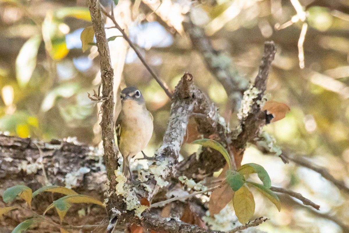 Blue-headed Vireo - ML628359608