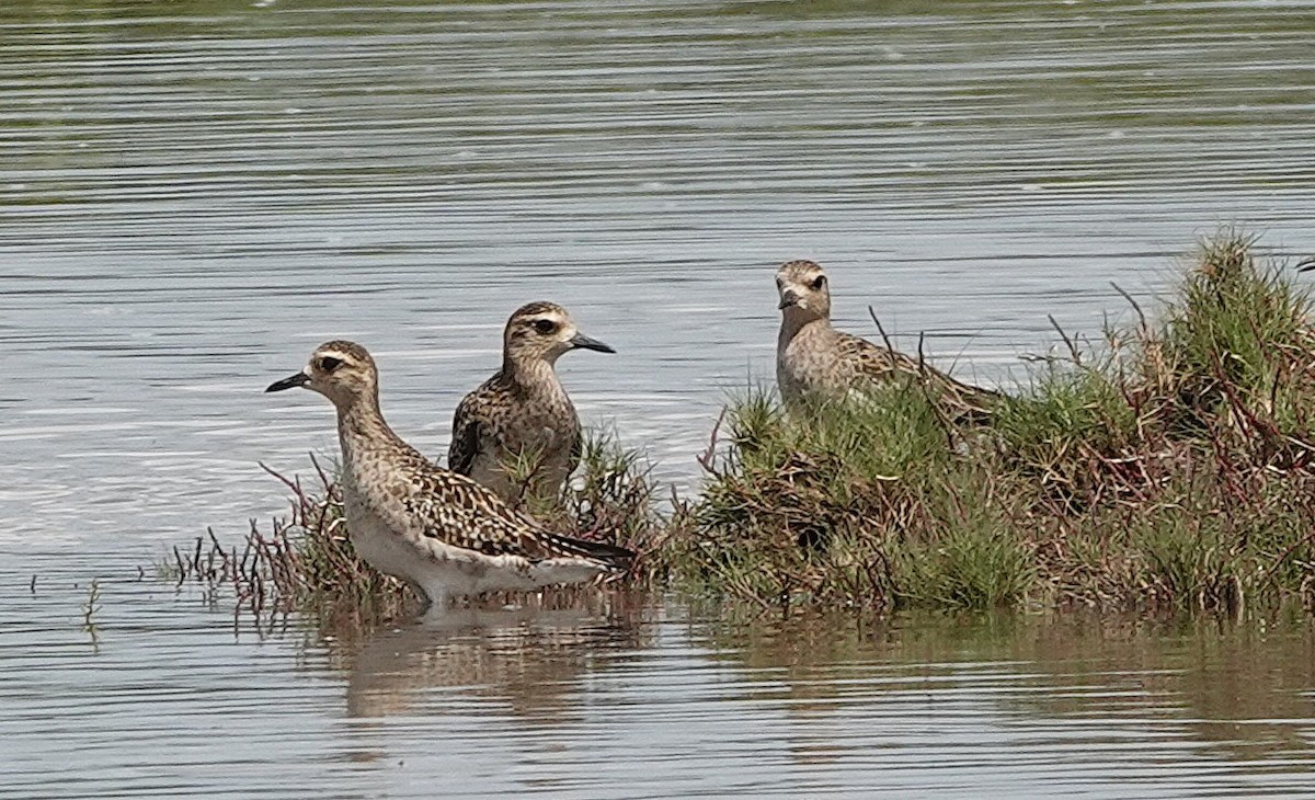 Pacific Golden-Plover - ML628359663