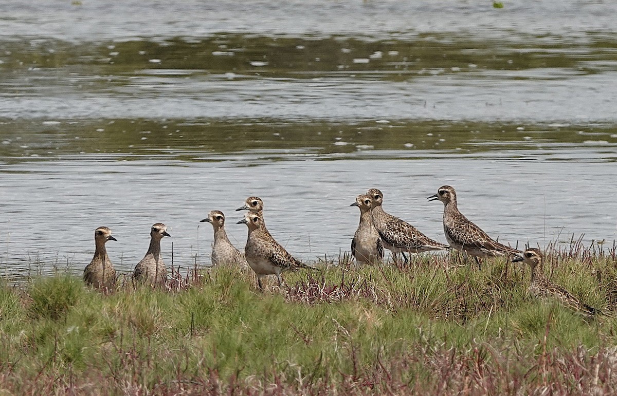 Pacific Golden-Plover - ML628359678