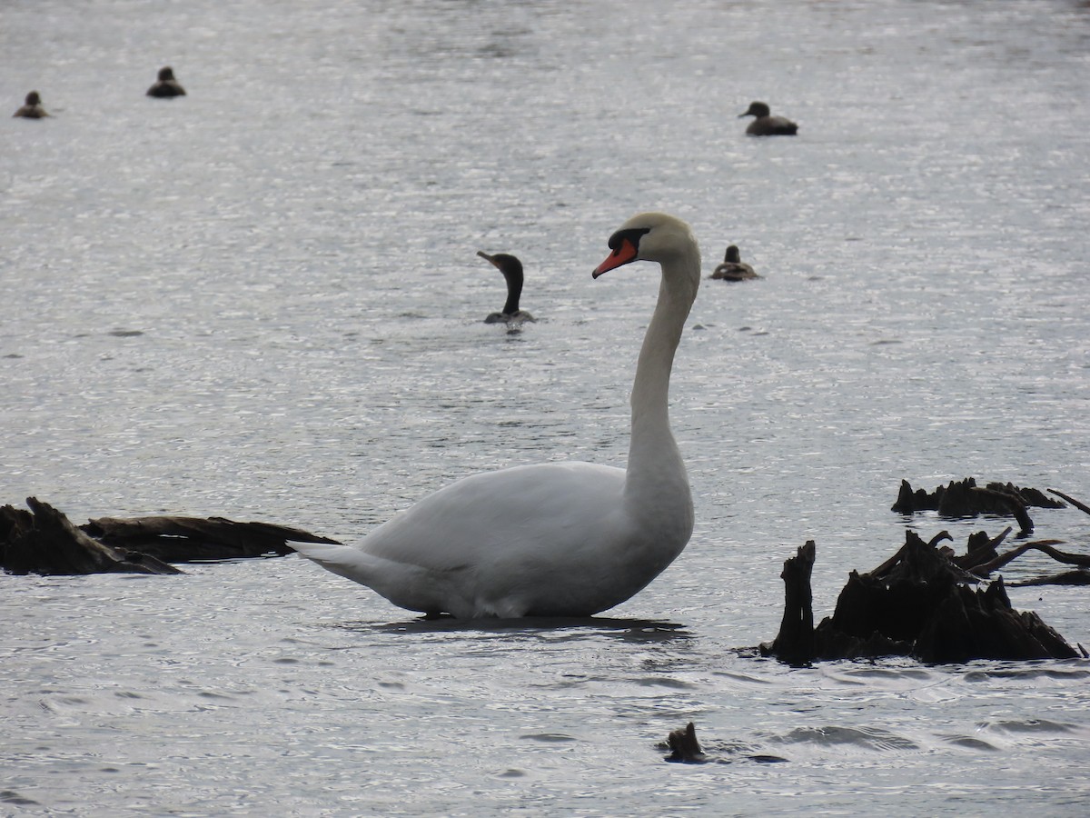 Cygne tuberculé - ML628359873