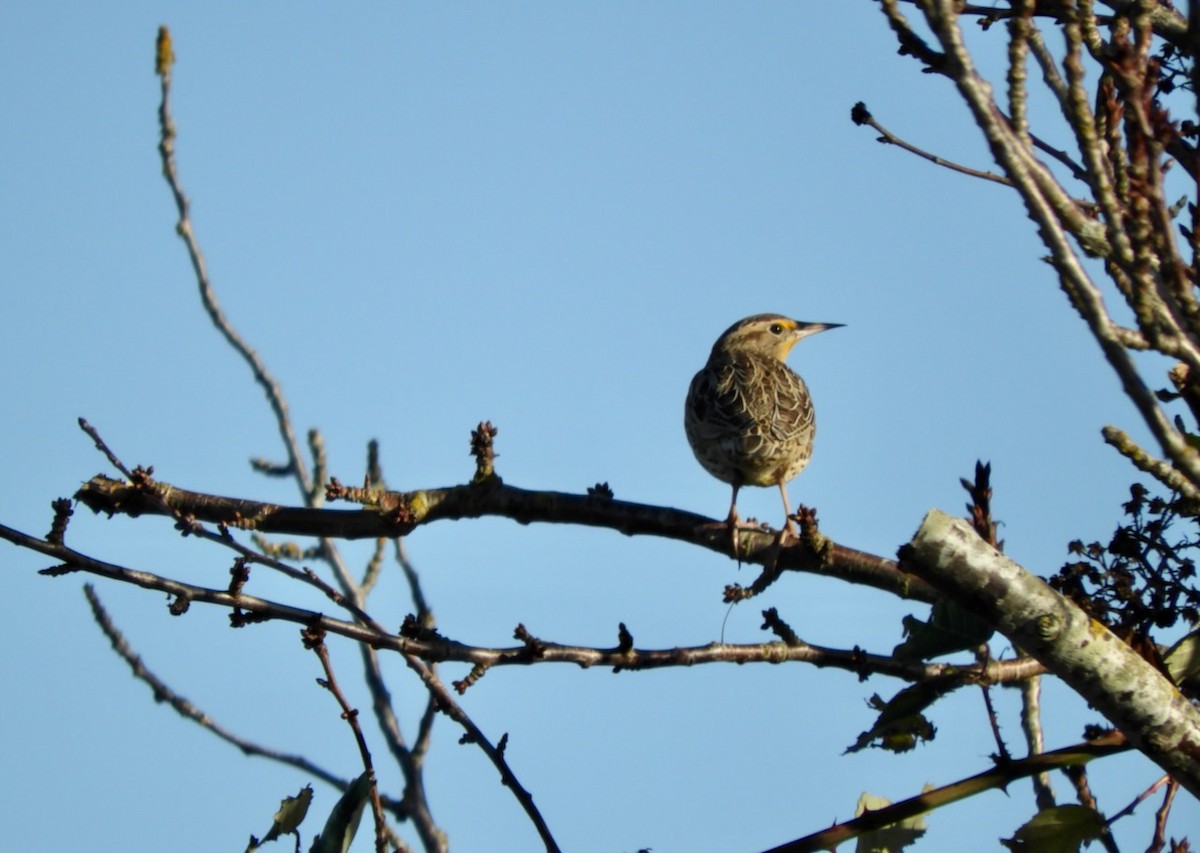 Western Meadowlark - ML628359961