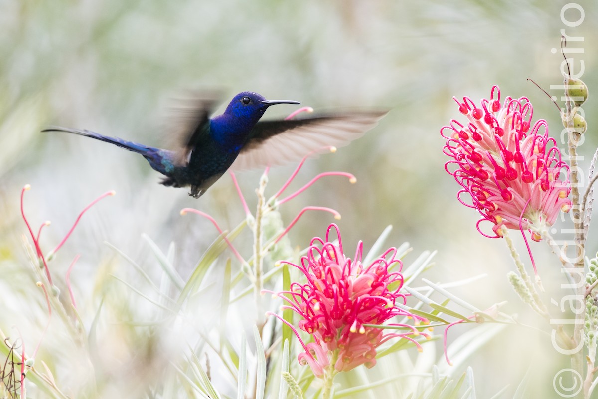 Swallow-tailed Hummingbird - ML62836001