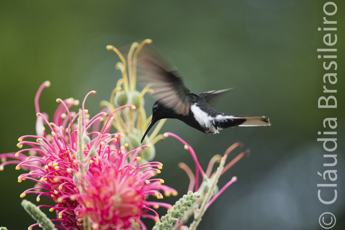 Black Jacobin - ML62836011