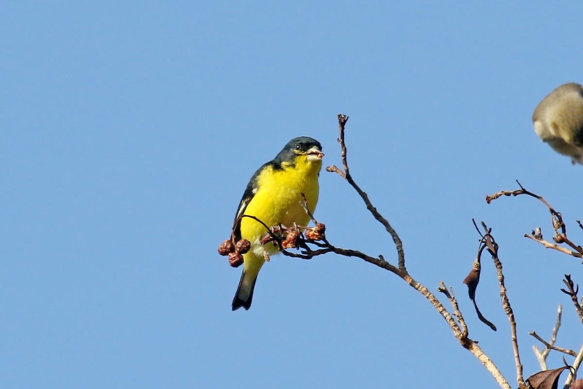 ML628360221 - Lesser Goldfinch - Macaulay Library
