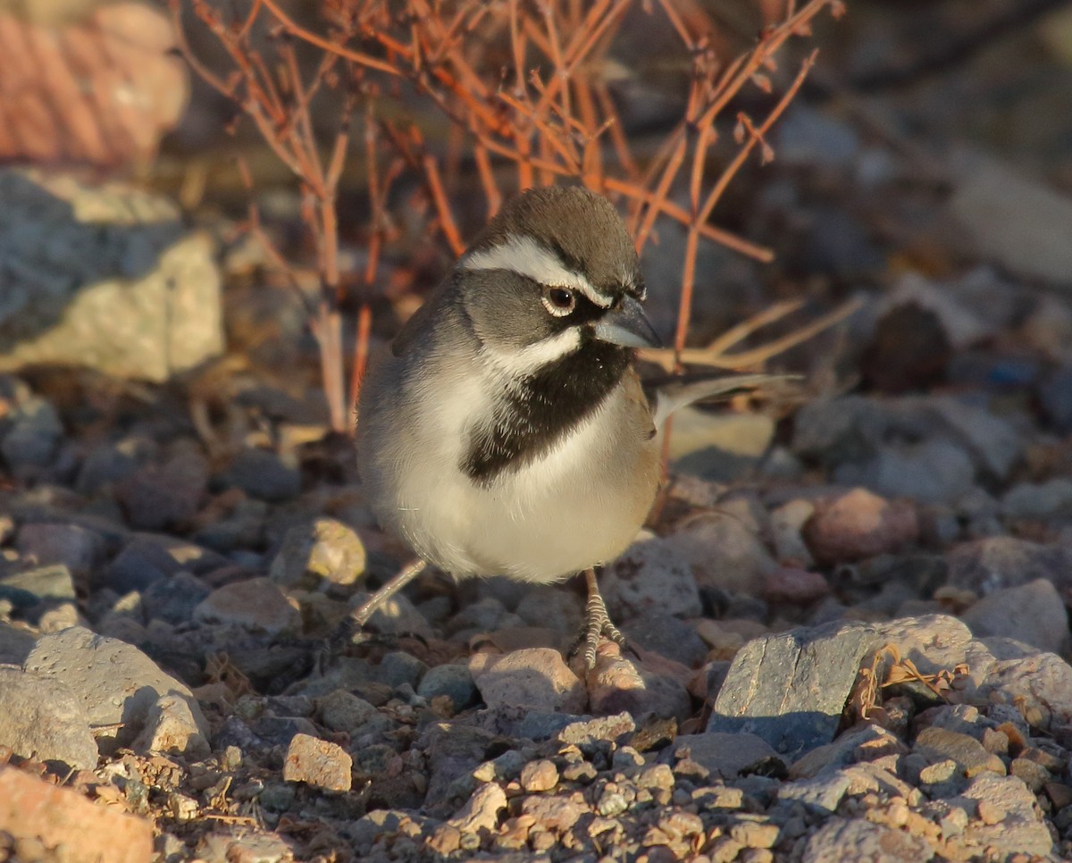 Black-throated Sparrow - ML628360261