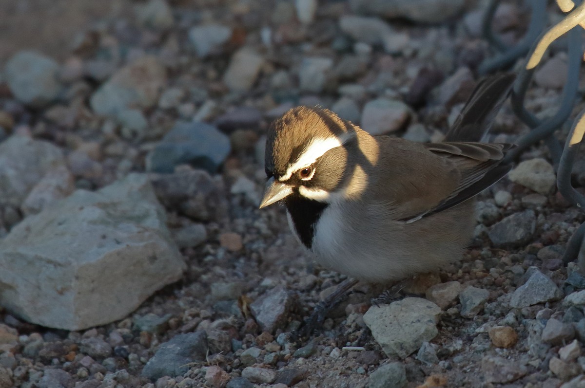 Black-throated Sparrow - ML628360262