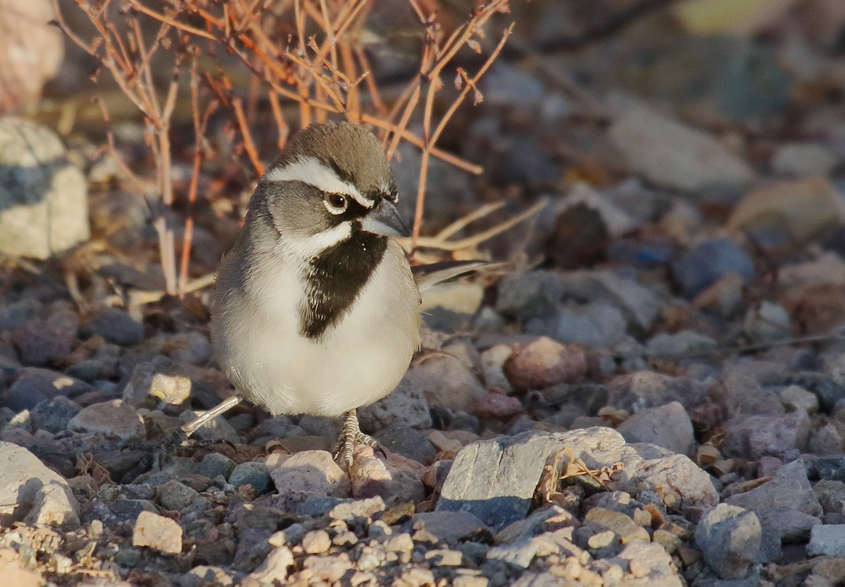 Black-throated Sparrow - ML628360263