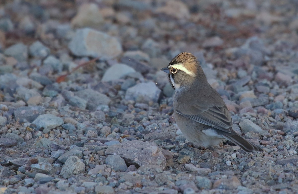 Black-throated Sparrow - ML628360264