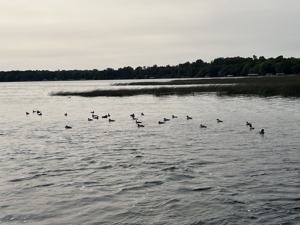 Common Merganser - ML628360303
