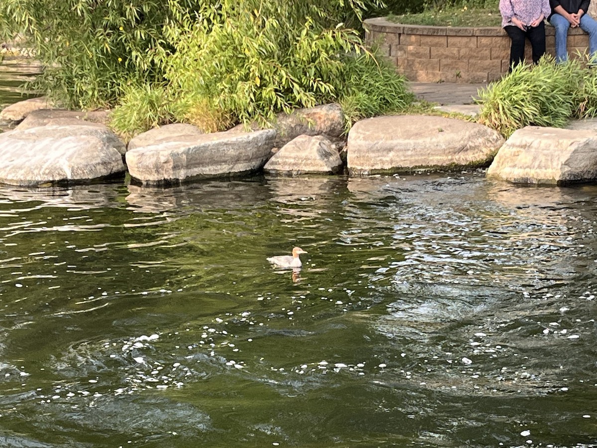 Common Merganser - ML628360305