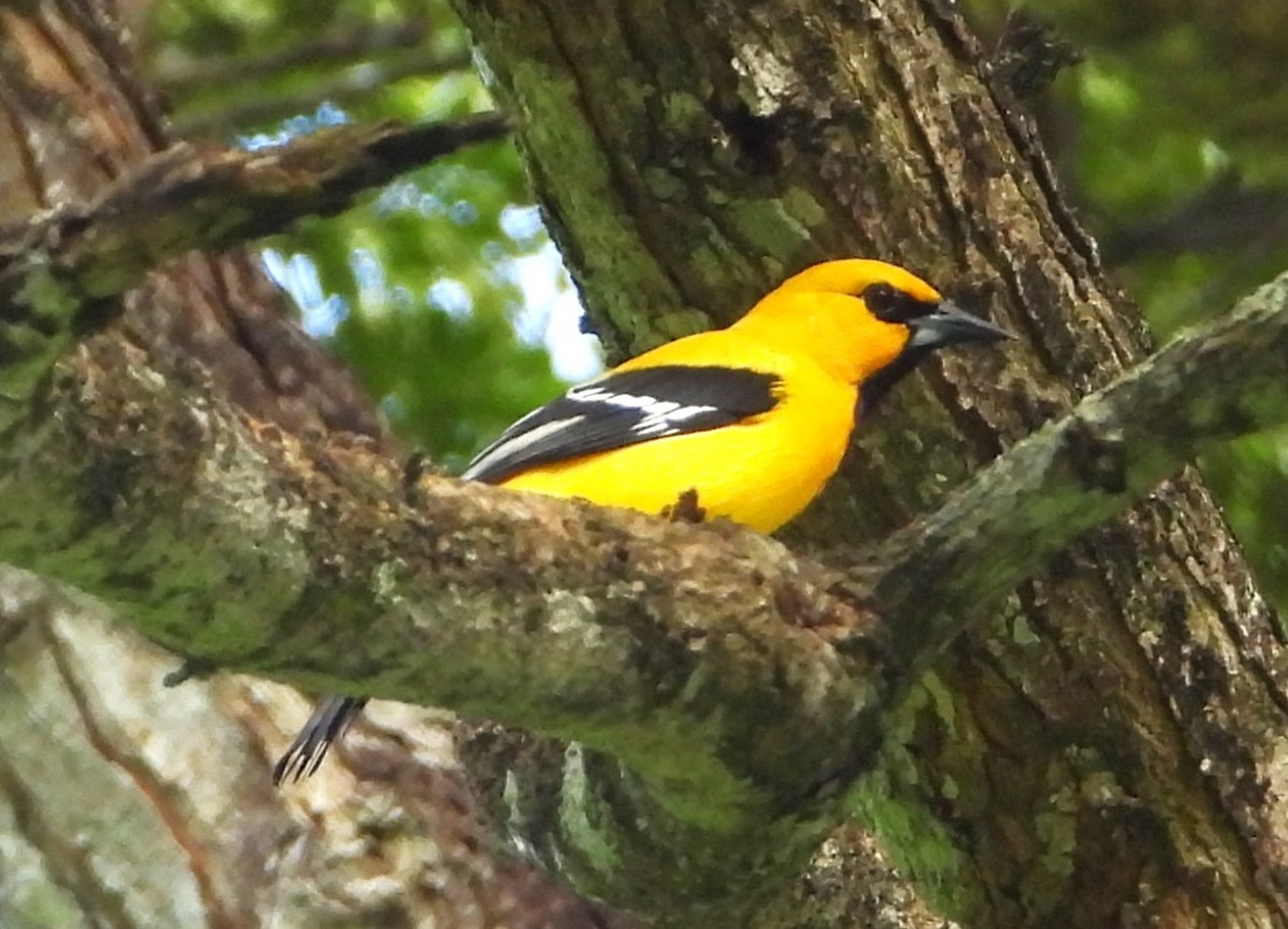 Yellow Oriole - ML628360346