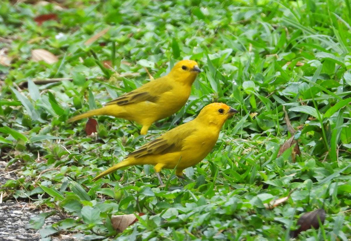 Saffron Finch - ML628360401