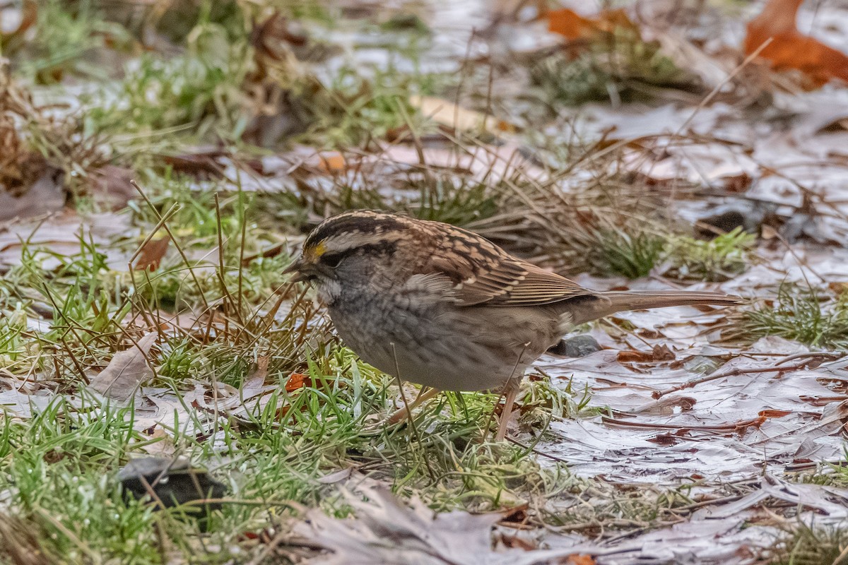 White-throated Sparrow - ML628360420