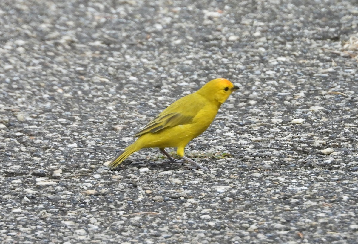 Saffron Finch - ML628360443