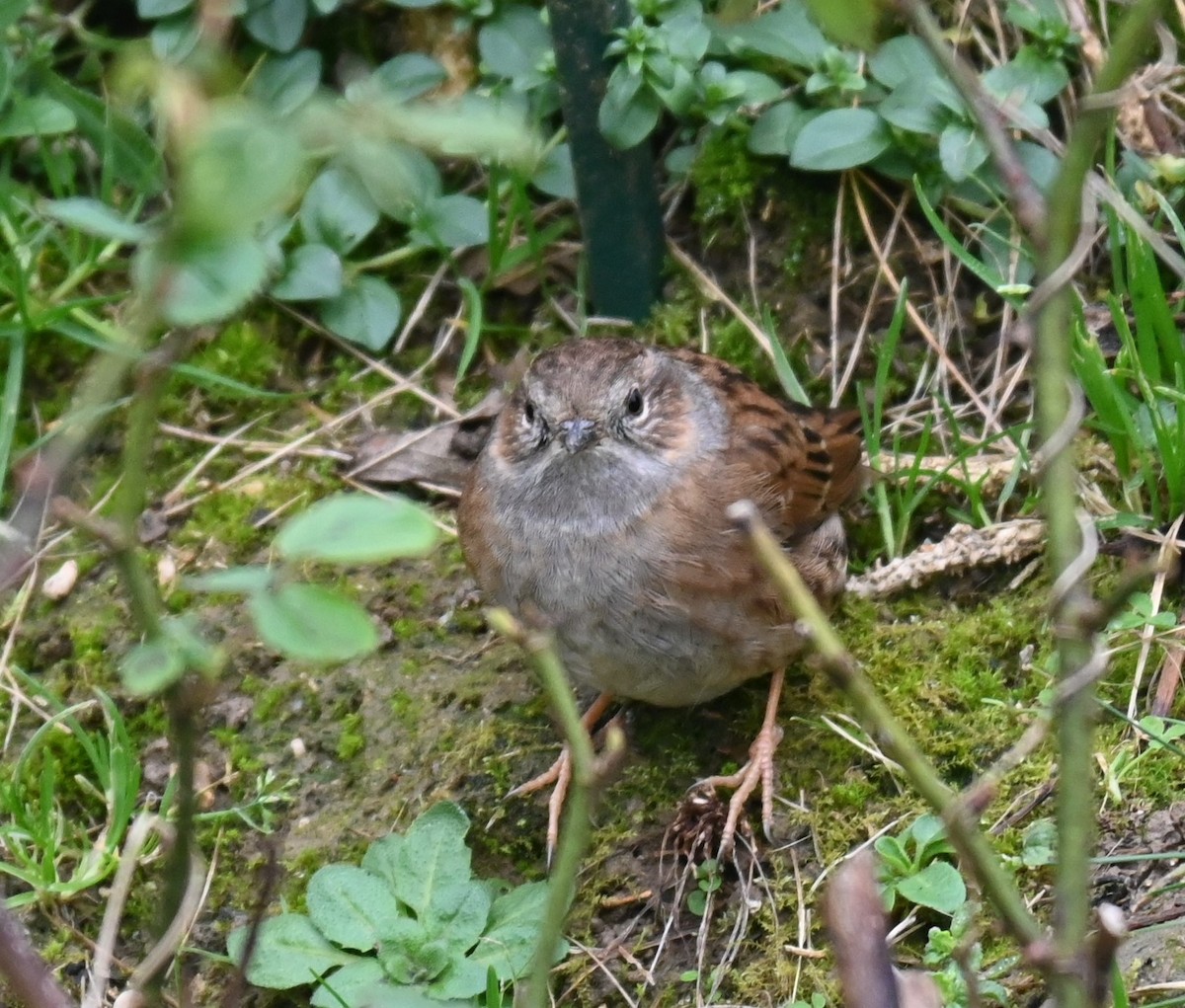 Dunnock - ML628360539