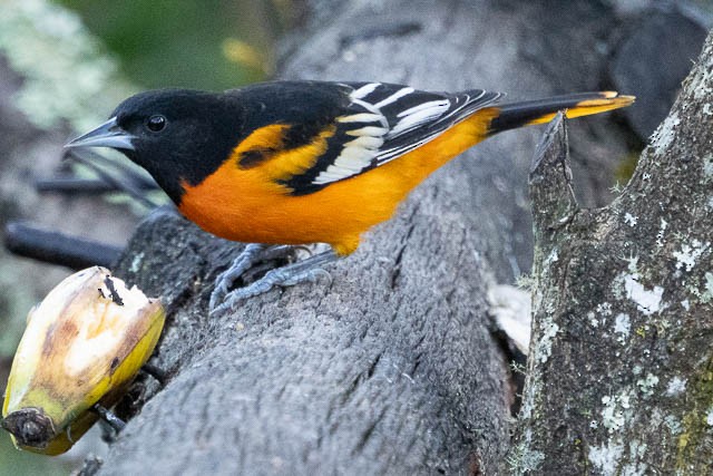 Baltimore Oriole - ML628360571