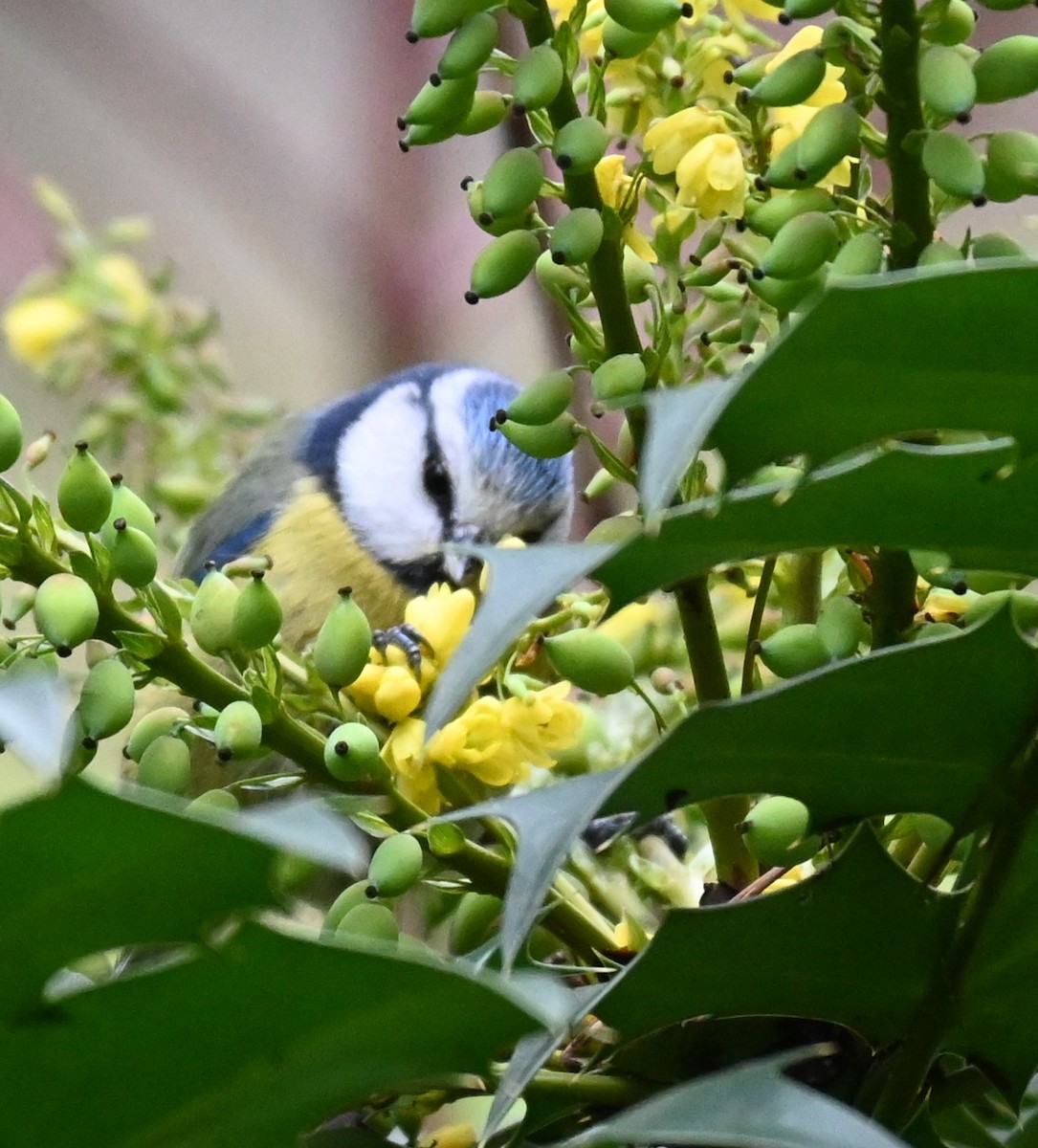 Eurasian Blue Tit - ML628360589