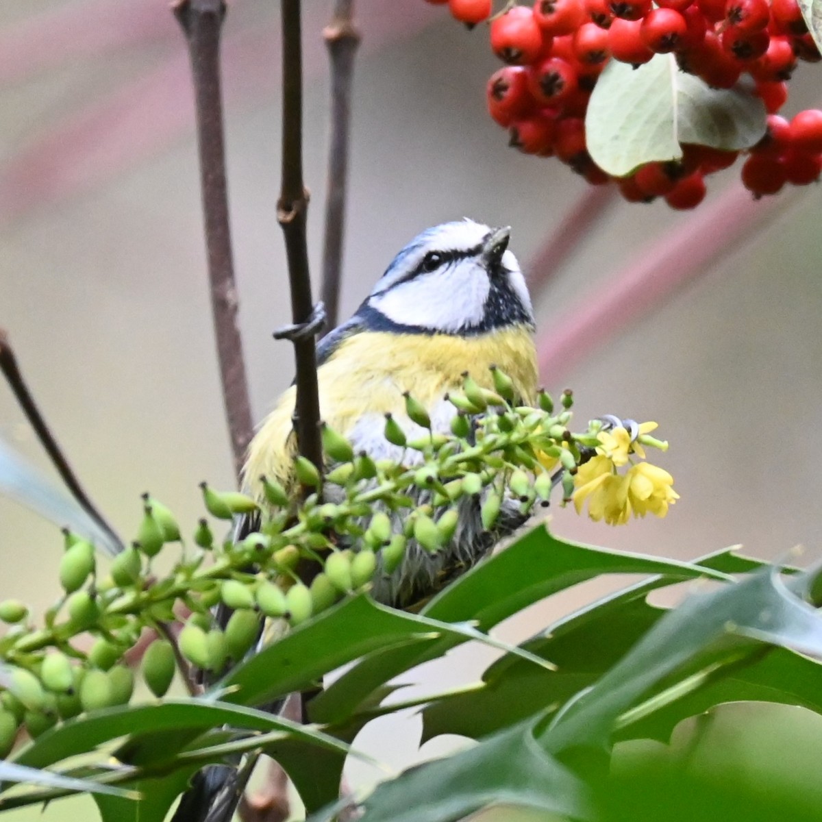 Eurasian Blue Tit - ML628360590