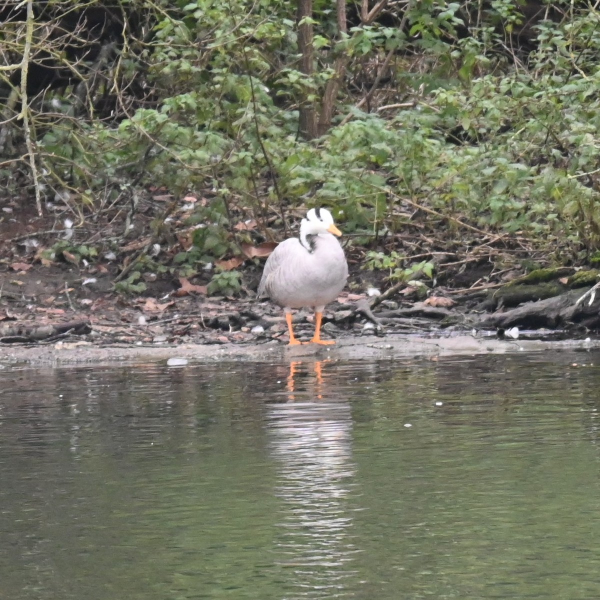 Bar-headed Goose - ML628360671