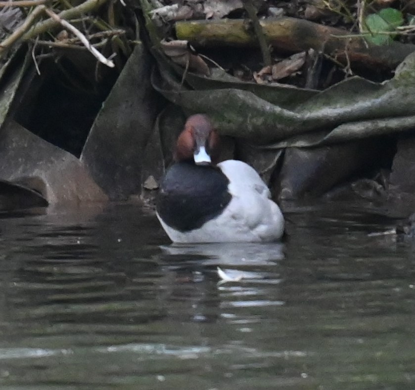 Common Pochard - ML628360678