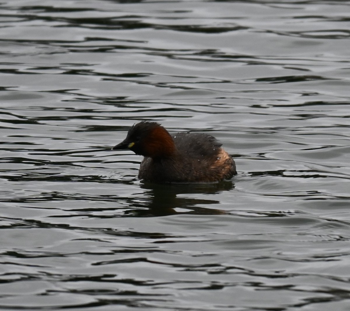 Little Grebe - ML628360690