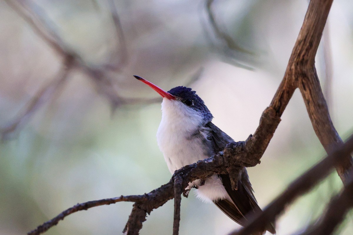 Violet-crowned Hummingbird - ML628360697